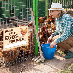 Lesnala eggs sign close up HD print resists fading outdoors