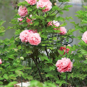 letesult anti-rust coated iron resists weather for long-lasting garden use