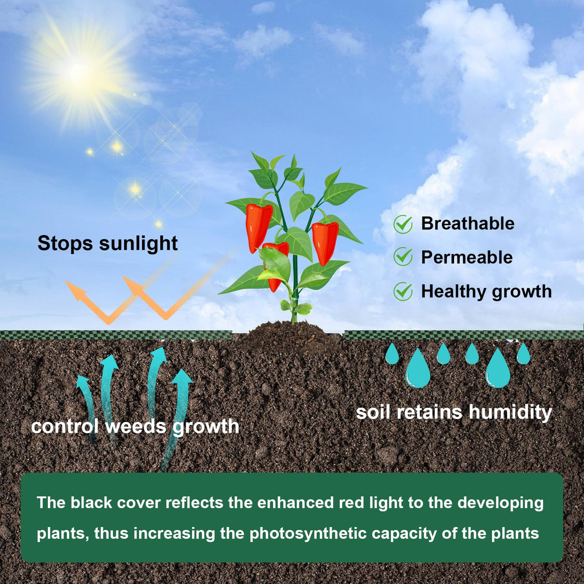 letesult planting holes design supports quick, orderly sowing at 3.9 inches.