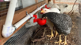 LetsFix leak-proof PVC water system minimizes mess in the coop.