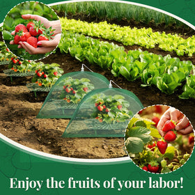 Lettry high-density-netting blocks birds and pests while allowing sun.