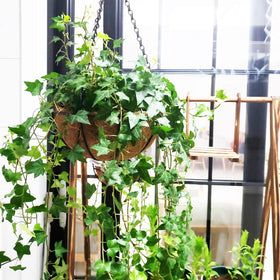 Outdoor balcony decor setup with HaleDaze liner for plants.