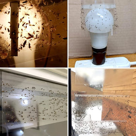 LFSYS transparent window trap blends with decor and preserves natural light.