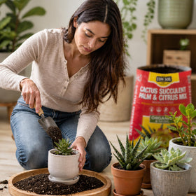 LGM Premium Cactus Soil Mix supports palms and aloe with balanced nutrients.