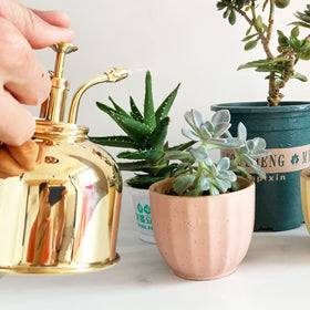 Lianshi brass spray bottle with small plant demonstrates humidity boost