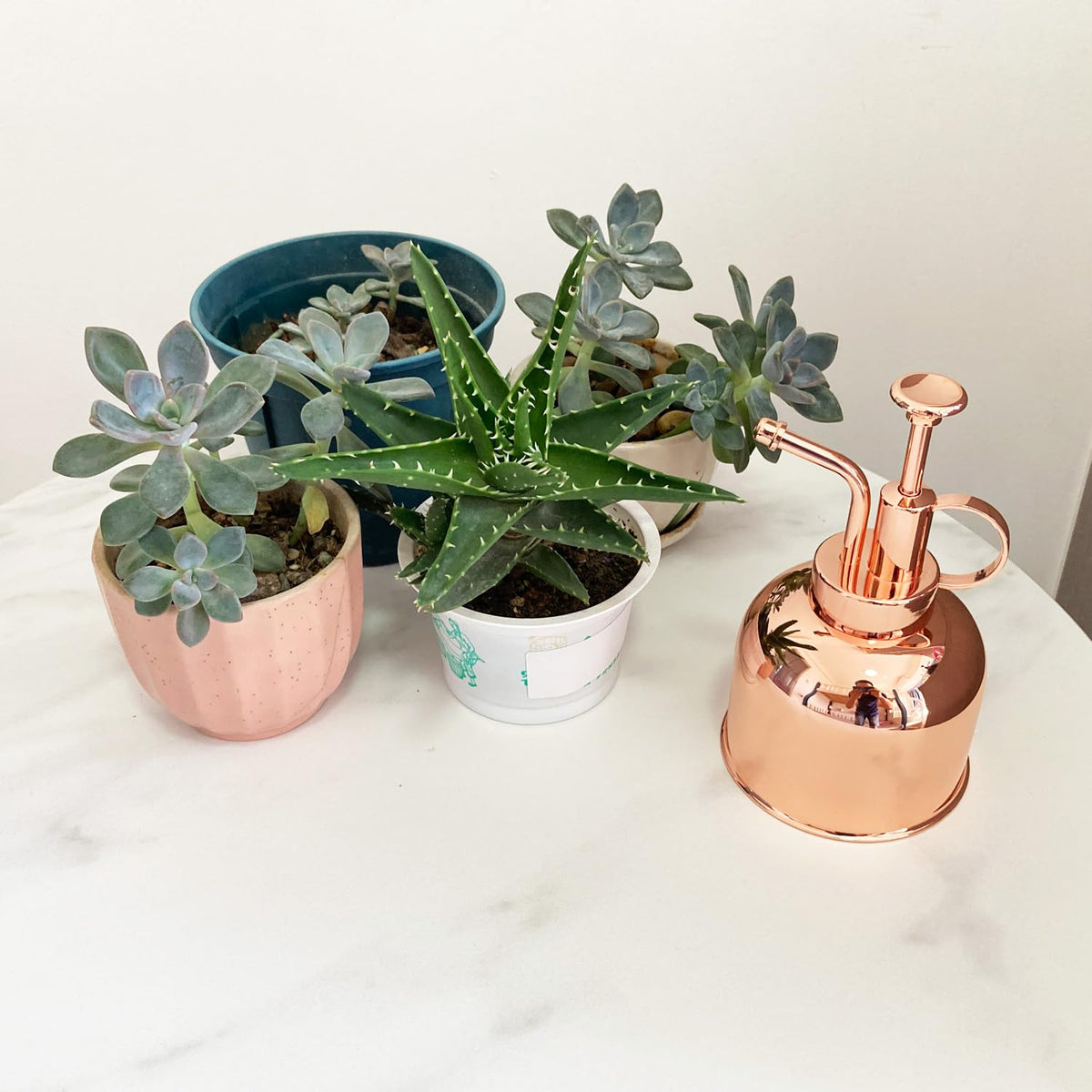 Lianshi colorful finish adds decorative flair to plant corners