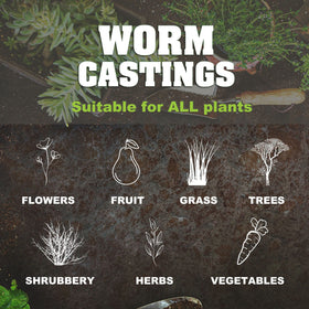 Life Cycle Organics worm castings boosting yields of fruits and vegetables