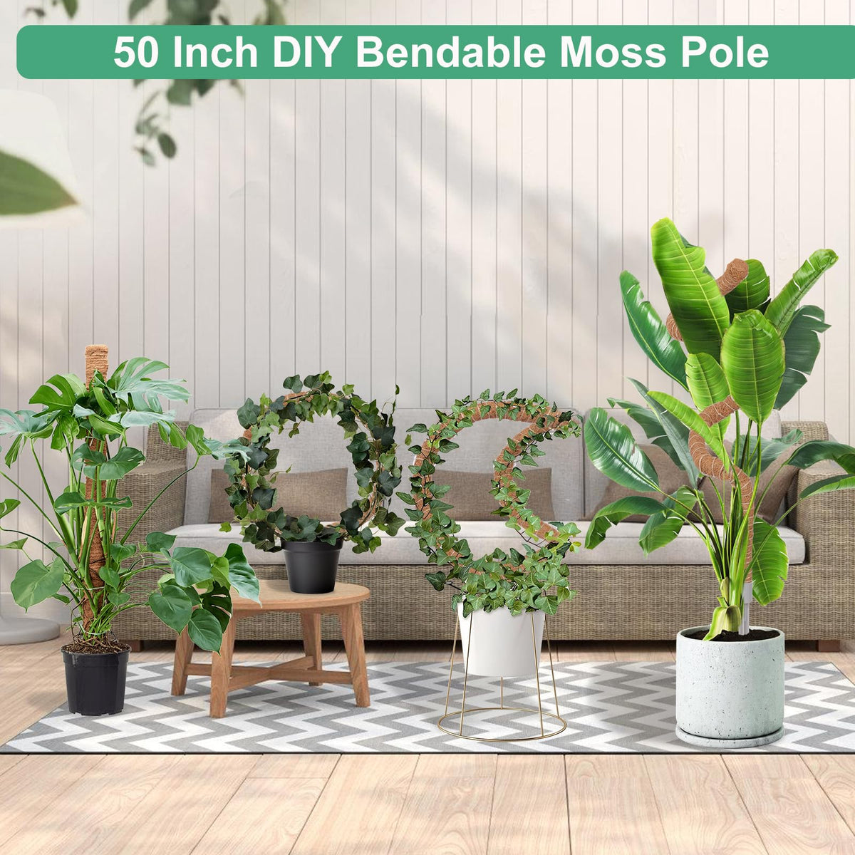 LifeNest moss pole in use with monstera demonstrates upward growth support.