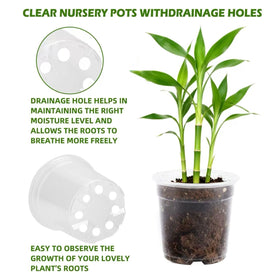 Lijnryu clear 6-inch nursery pot suitable for herbs and peppers