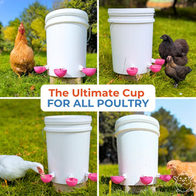 Lil'Clucker waterer cups support flock hydration in any coop