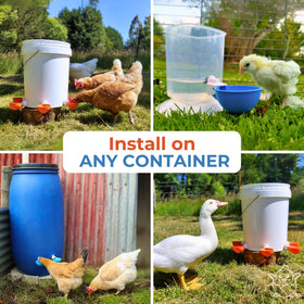 Lil'Clucker 8-pack orange waterer cups ready for poultry setups.