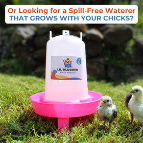 Lil'Clucker BPA-free plastic durability for daily use