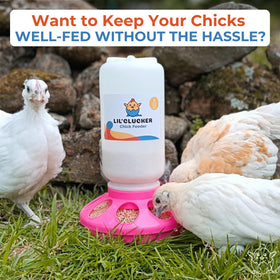 Lil'Clucker chick feeder hanging handle ready for setup