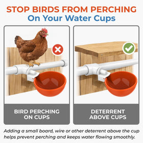 Lil'Clucker 5-pack delivers versatile waterers for larger flocks.