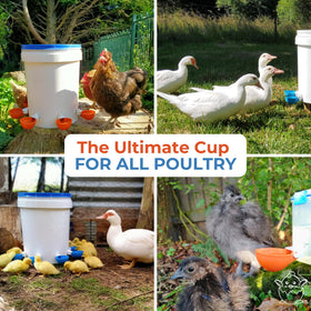 Lil'Clucker easy installation waterer cups showing simple drilling and mounting.