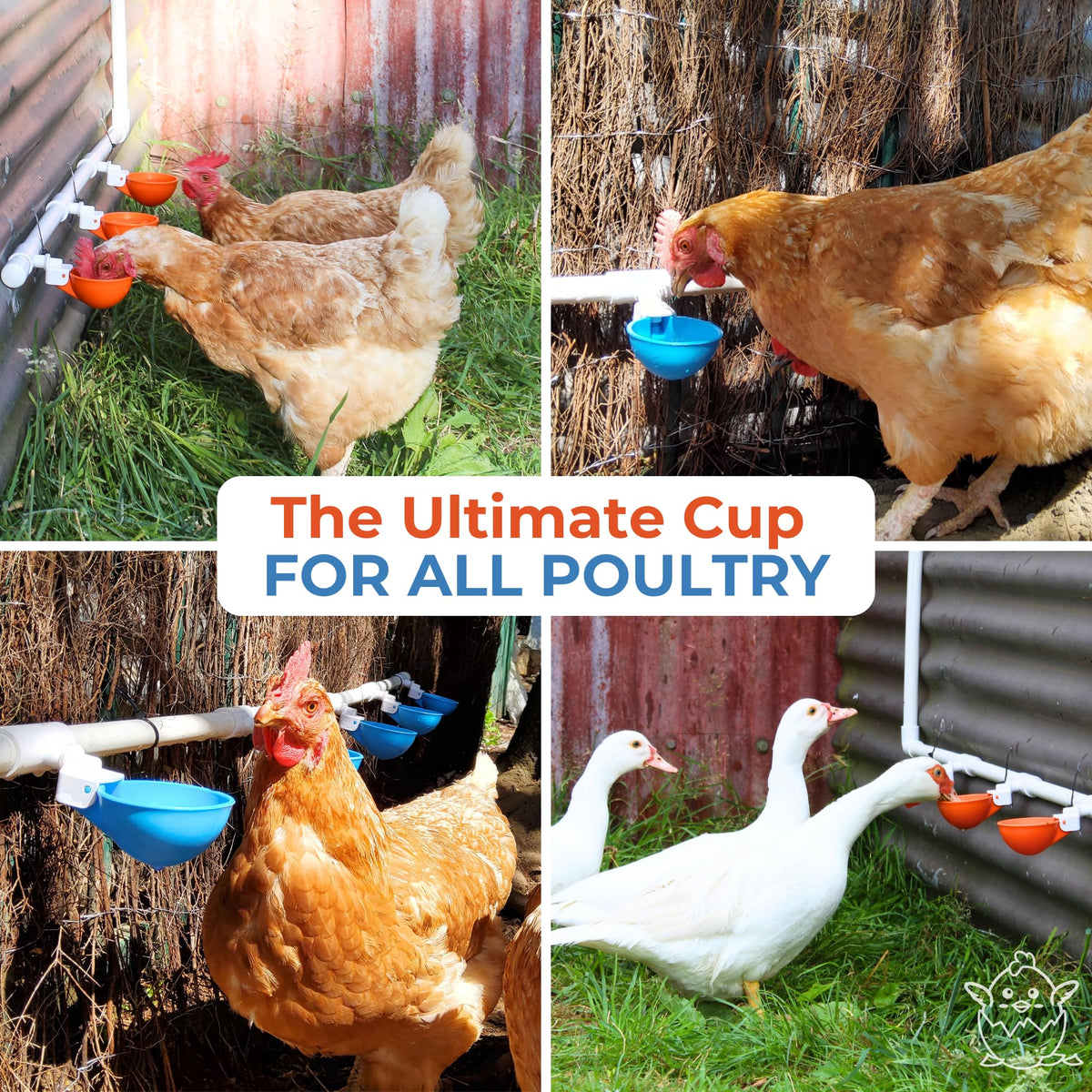 Lil'Clucker orange poultry waterer kit ready for coop installation.