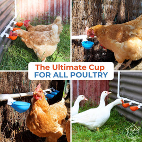 Lil'Clucker orange poultry waterer kit ready for coop installation.