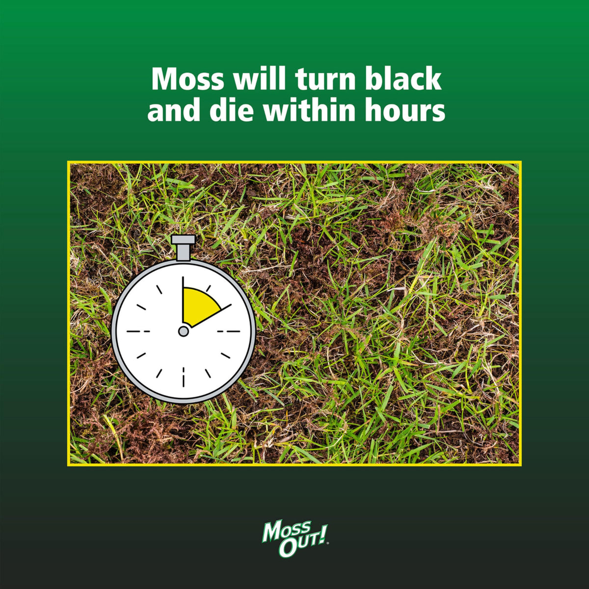Moss Out on turf improves lawn appearance within hours of application.