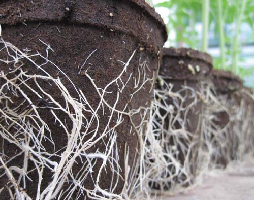 Liquid Fence CowPots 102 square pot in ground highlights easy transplant without shock.