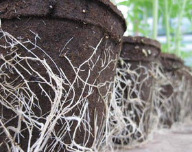 Liquid Fence CowPots 102 square pot in ground highlights easy transplant without shock.