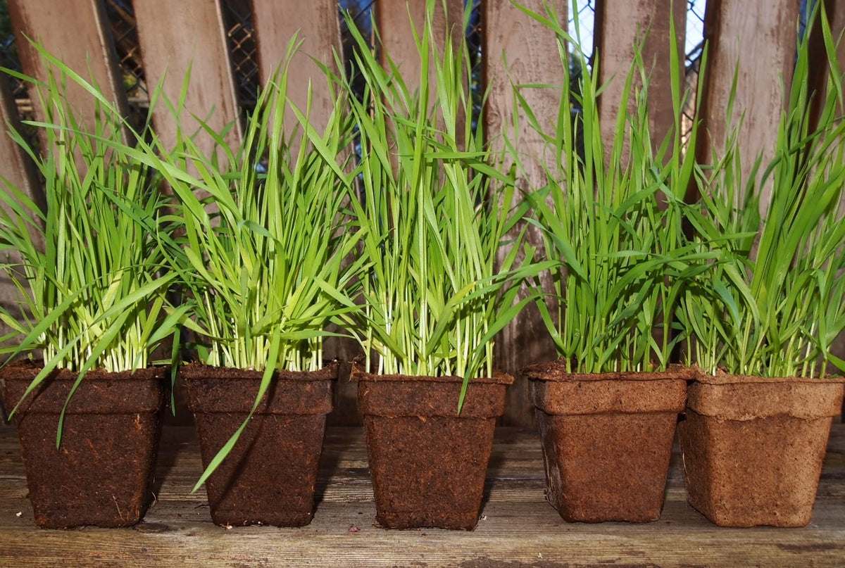 Liquid Fence CowPots decompose in soil, enriching organic matter for garden health.