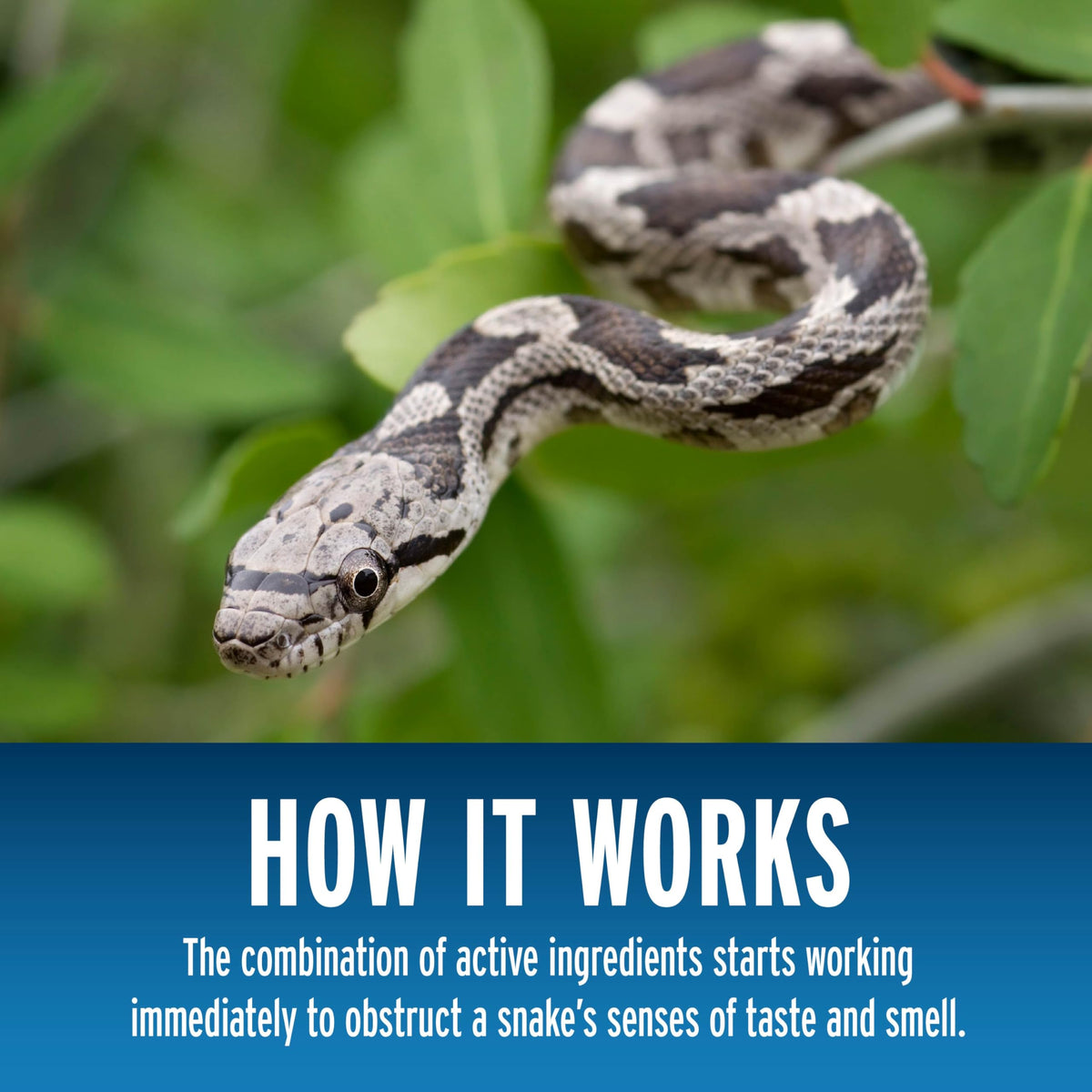 Liquid Fence snake repellent granules non-naphthalene formula safe for plants.