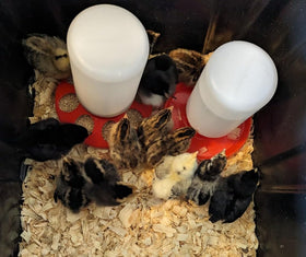 Little Family Members durable plastic waterer stands up to daily use with chicks and ducks