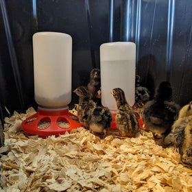 Little Family Members semi-transparent waterer construction allows prompt refills