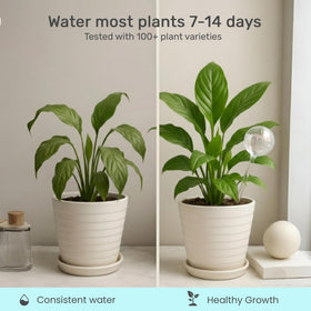 Little Green Leaf hand-blown glass watering bulbs enhance indoor plant displays with subtle sparkle
