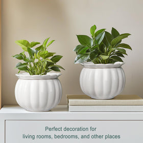 LITUDISO 6-Inch White Pot fits small indoor plants.