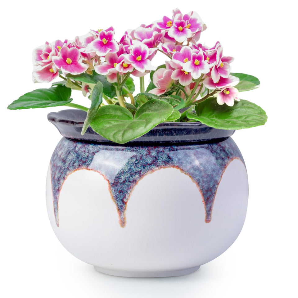 LITUDISO African Violet Pot with gradient red glaze elevating indoor plant display