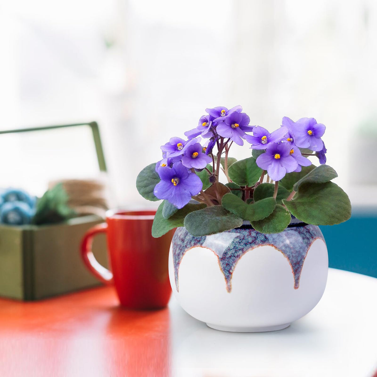 LITUDISO plant-in-pot setup ideal for violets, succulents, and herbs