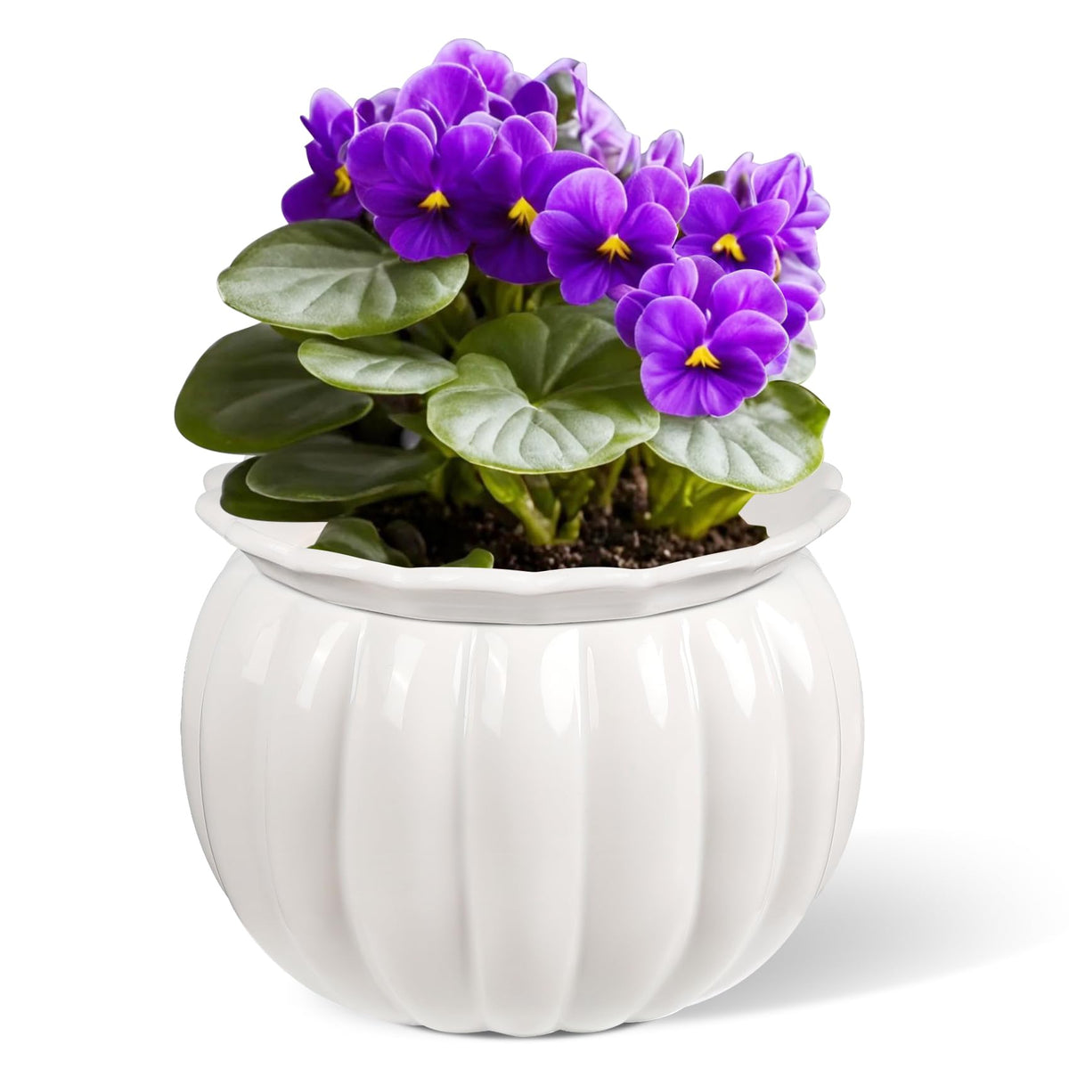 LITUDISO African Violet Pot in white for stylish indoor display.