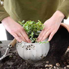 LITUDISO Office decor planter blends with modern spaces.