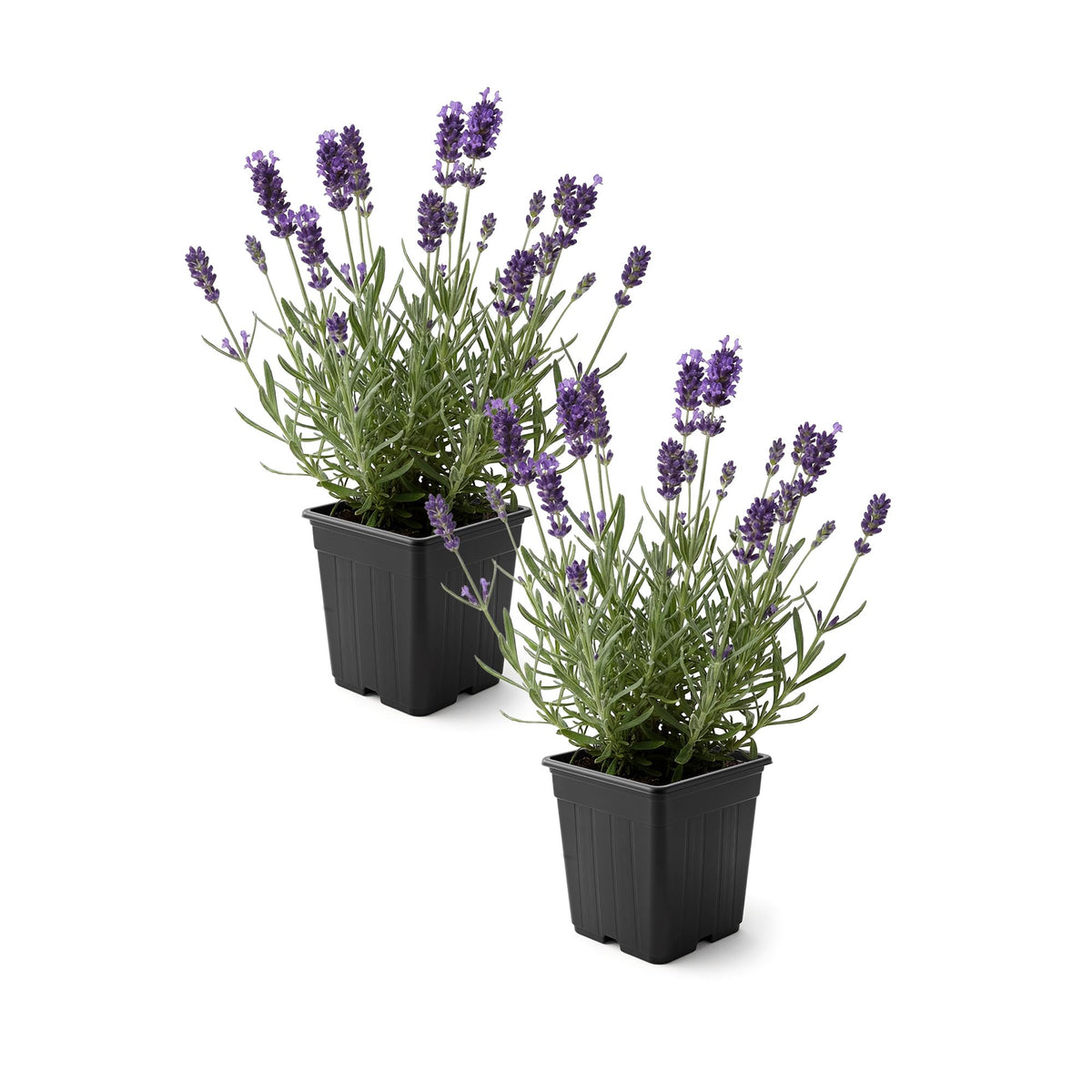 The Three Company Live Lavender 2-Pack shows vibrant purple blooms for borders.