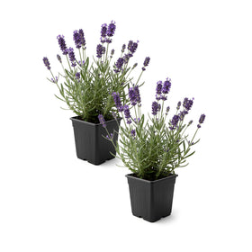 The Three Company Live Lavender 2-Pack shows vibrant purple blooms for borders.