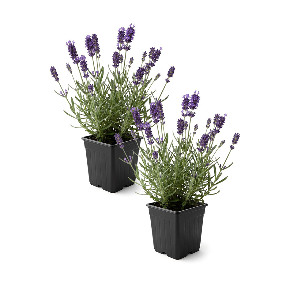The Three Company Live Lavender 2-Pack shows vibrant purple blooms for borders.