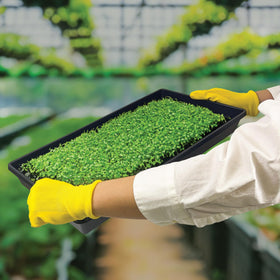 Living Whole Foods 5-pack reusable trays for greenhouse use