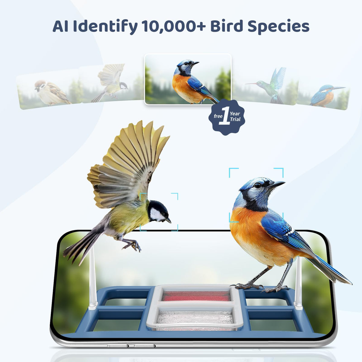 LIWAN Bird Feeder with Camera 2K live video provides clear daytime bird activity.
