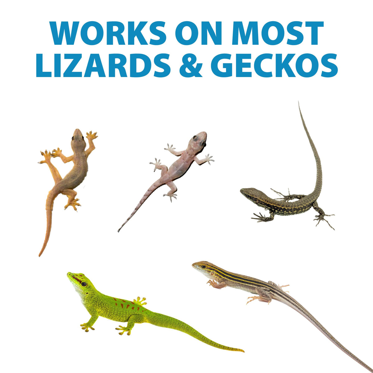 Entryway treated with LizzAway Lizard Shoo Spray for quick reptile deterrence near doors.