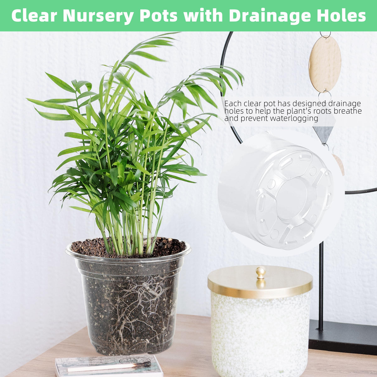 LOCONHA clear pot 3.5-inch perfect for cuttings and transplanting with quick drainage.