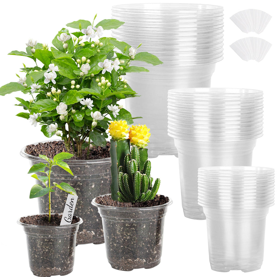 LOCONHA clear pot 5-inch for seed starting and easy root observation.