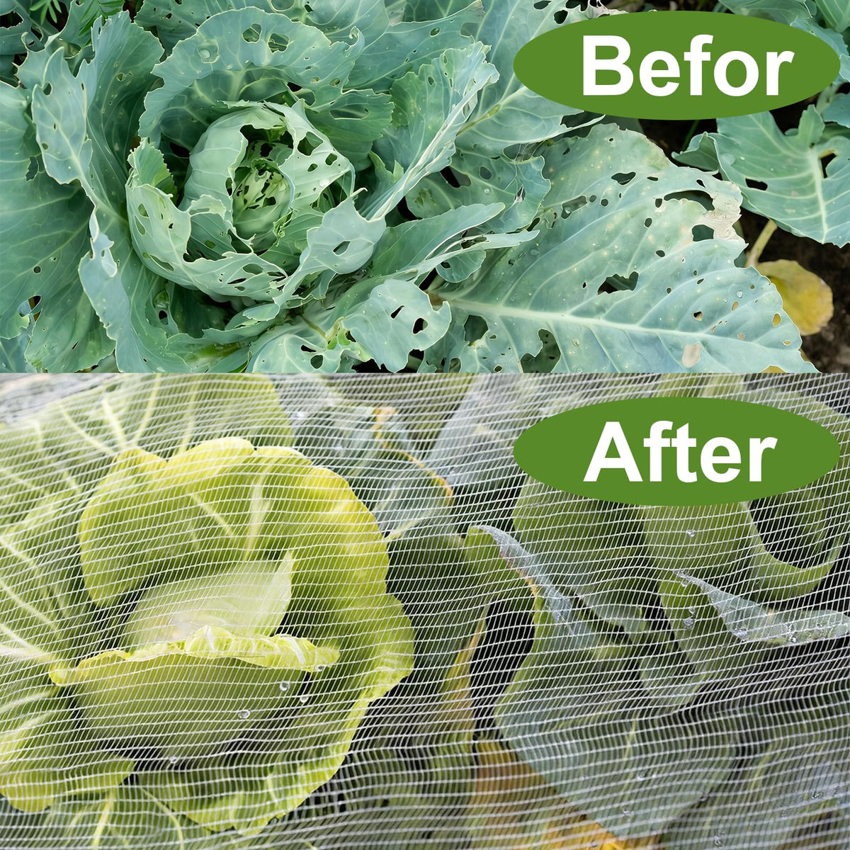 LOLEDE bed cover protects vegetables and fruit plants from pests.
