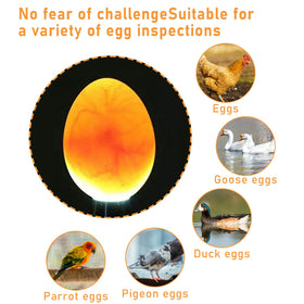 Longsen Egg Candler reveals embryo progress in chicken, duck, and quail eggs.