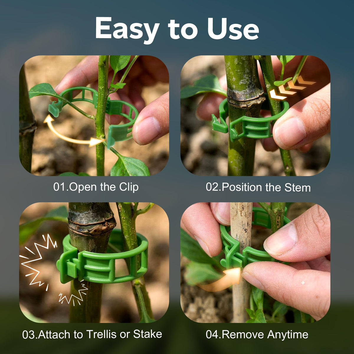 LOOHOI clips bear fruit-loads, stabilizing branches and encouraging upright growth.