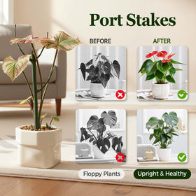 LOOHOI vine-training stake guides pothos and philodendron along supports.
