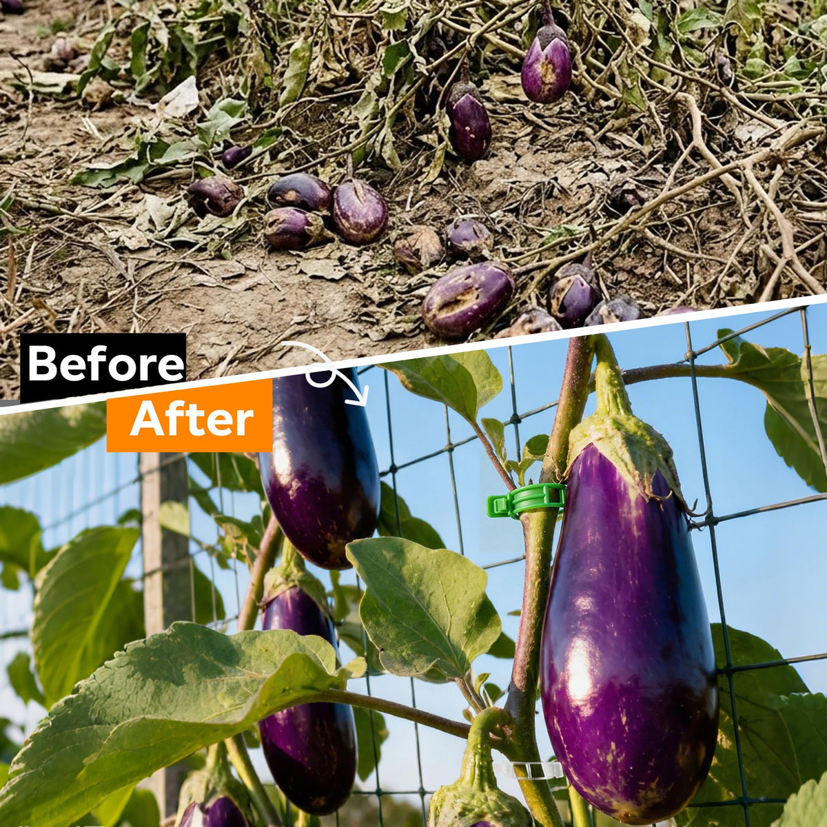 LOOHOI vine shaping clips help train tomato and cucumber growth.