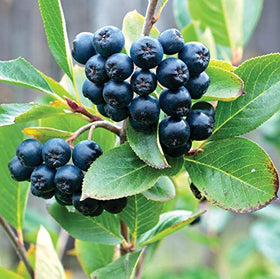 Loseedsoo Black Chokeberry seeds close-up highlighting abundant seeds and germination potential.