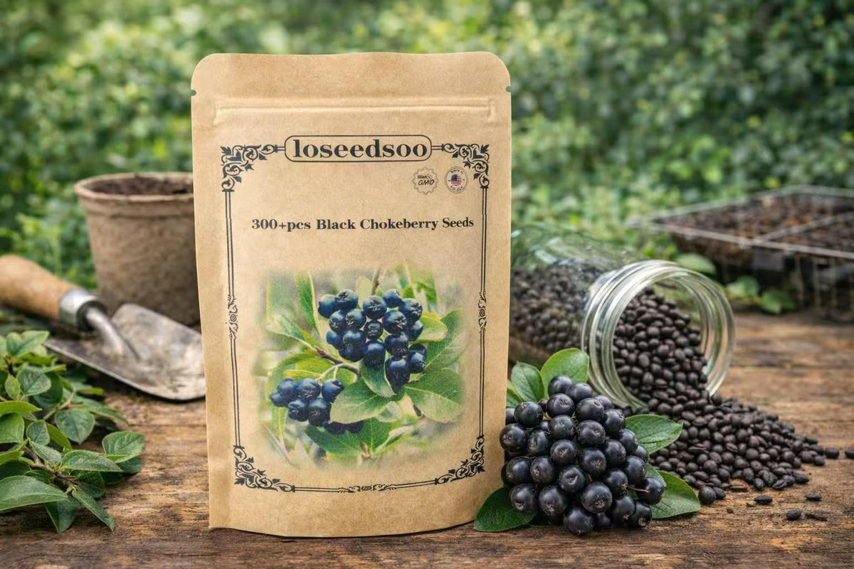 Loseedsoo Black Chokeberry shrub in a garden ready for outdoor planting.