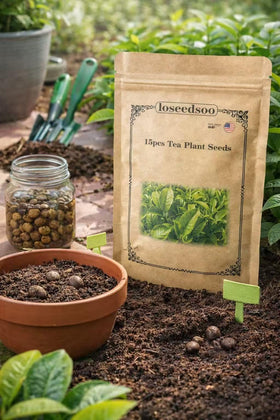 Loseedsoo Camellia sinensis seeds for beginners, easy garden growth.